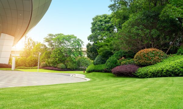 Commercial Shrub Trimming in Puyallup