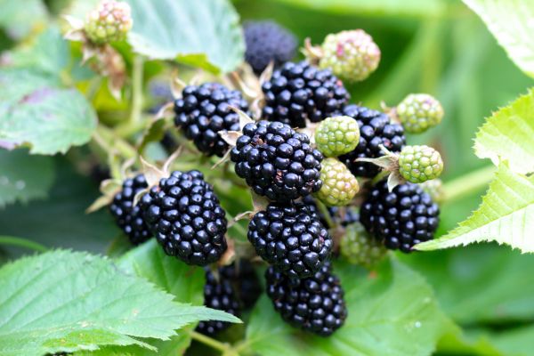 Blackberry Bush Removal in Puyallup