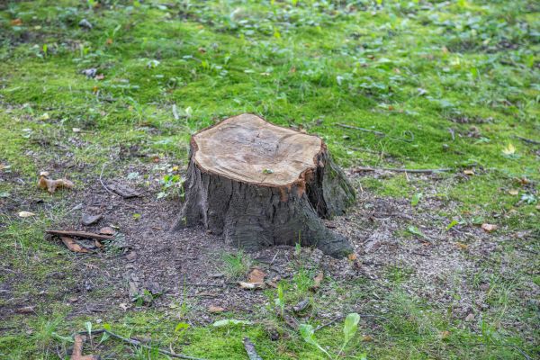 Bush Stump Removal in Puyallup