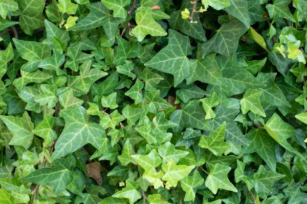Cost of English Ivy Removal in Puyallup