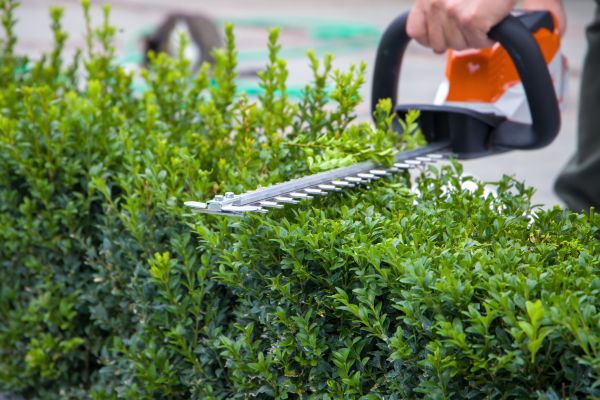Hedge Pruning in Puyallup