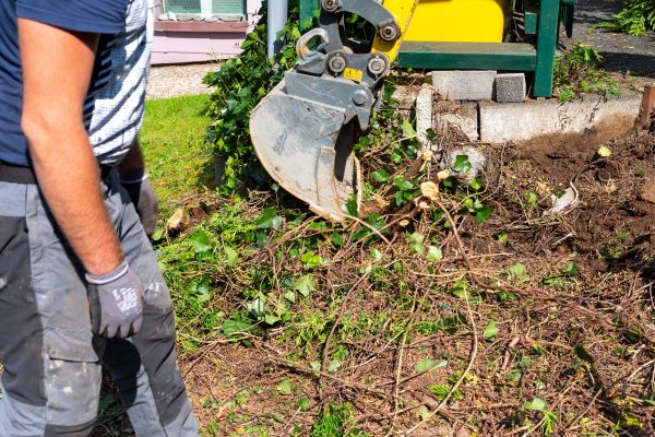 Hedge Removal Service in Puyallup