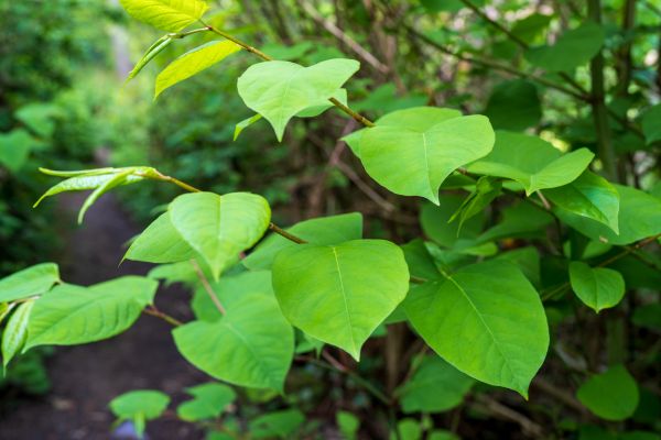 Cost of Invasive Plant Removal in Puyallup