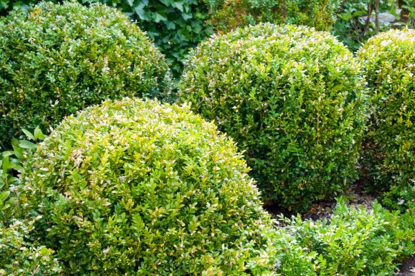 Cost of Landscape Trimming Service in Puyallup