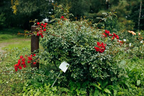 Cost of Rose Bush Removal in Puyallup