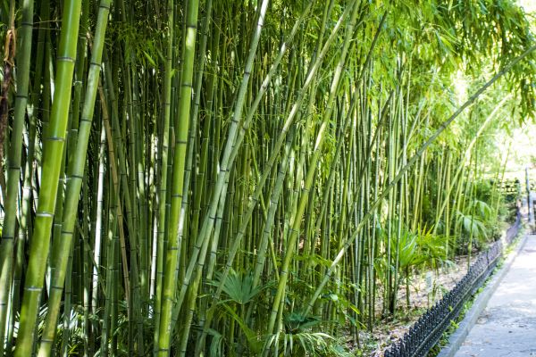 Cost of Bamboo Root Removal in Puyallup