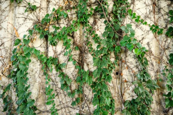 Cost of Vine Removal Service in Puyallup
