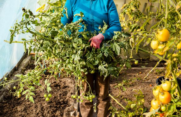 Cost of Garden Plant Removal in Puyallup