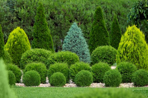 Cost of Shrub Shaping in Puyallup