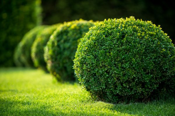 Bush Pruning in Puyallup