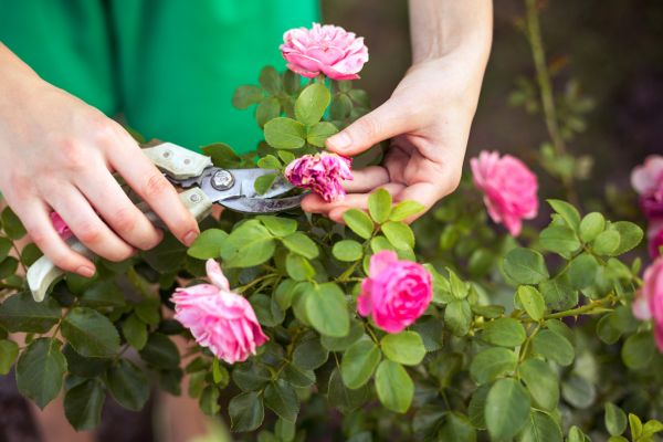 Cost of Rose Shearing in Puyallup