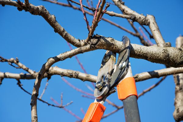Cost of Selective Pruning in Puyallup