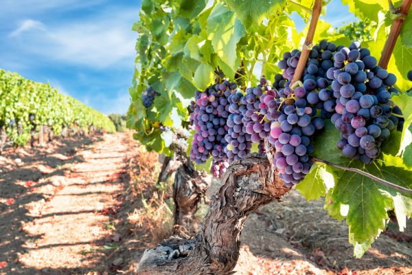 Grapevine Pruning in Puyallup