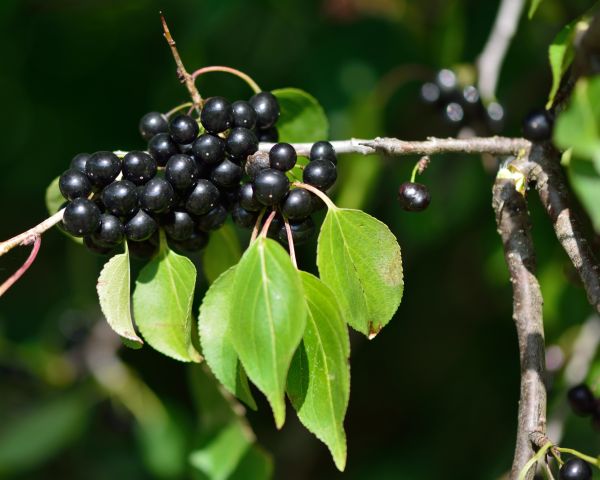Cost of Buckthorn Removal in Puyallup