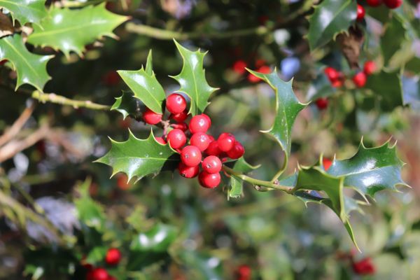 Cost of Holly Tree Trimming in Puyallup
