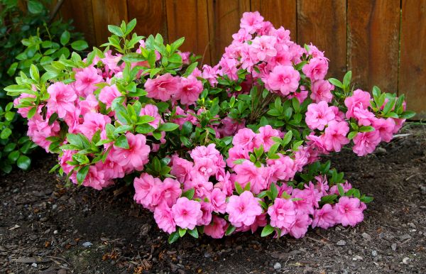 Cost of Azaleas Removal in Puyallup