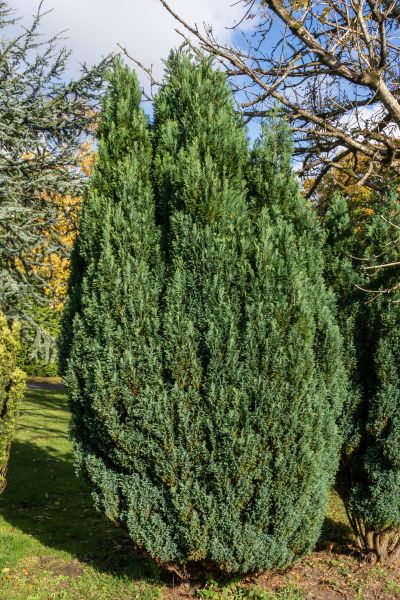 Cost of Juniper Trimming in Puyallup