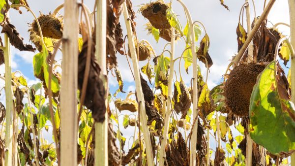 Cost of Dead Plant Removal in Puyallup