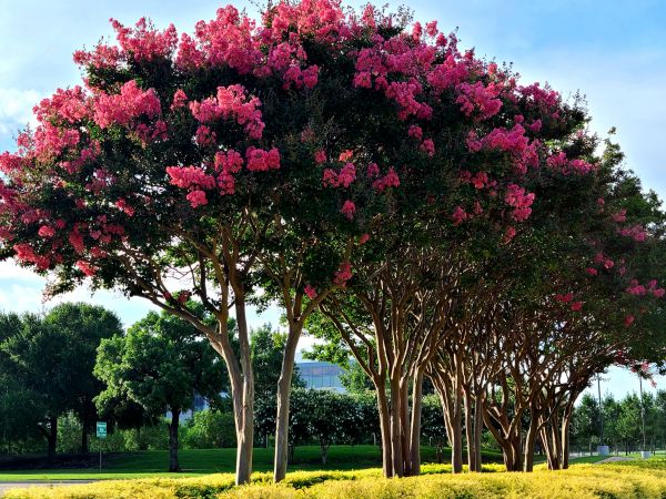 Crepe Myrtle Pruning in Puyallup