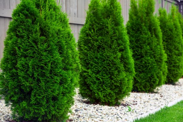 Cost of Arborvitae Pruning in Puyallup