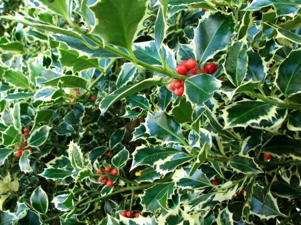 Cost of Holly Bushes Trimming in Puyallup