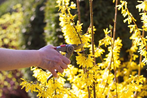 Forsythia Pruning in Puyallup