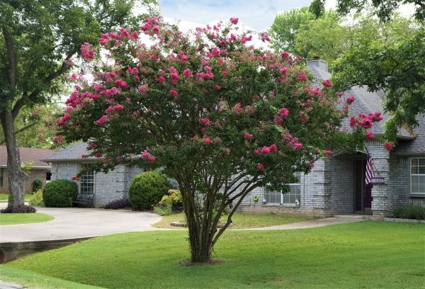 Crepe Myrtle Trimming in Puyallup