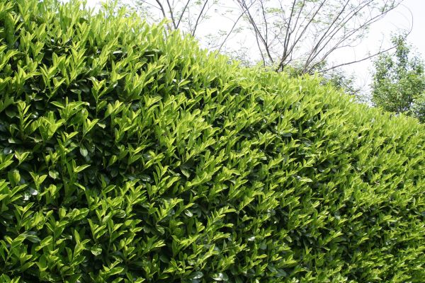 Cost of Laurel Shrub Removal in Puyallup