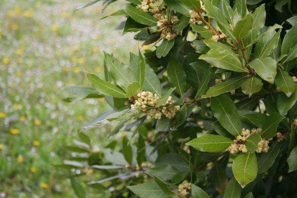 Cost of Laurel Trimming in Puyallup