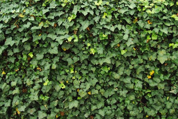 Cost of Ivy Pruning service in Puyallup