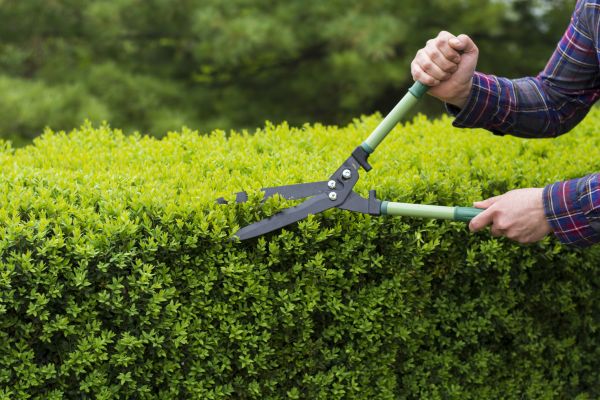 Cost of Evergreen Shrub Pruning in Puyallup