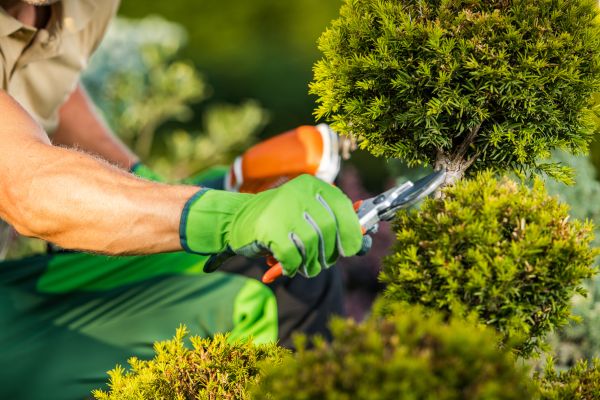 Cost of Landscape Pruning Service in Puyallup