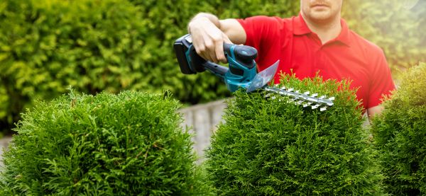 Cost of Hedge Shaping Service in Puyallup