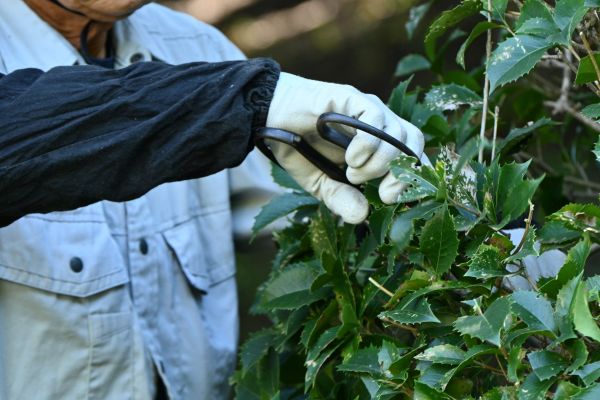 Holly Pruning in Puyallup