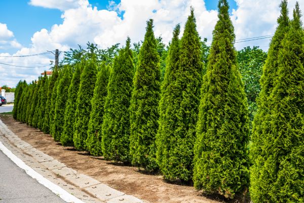 Cost of Arborvitae Shearing in Puyallup