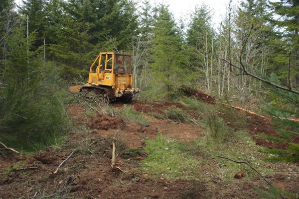 Cost of Shrubbery Clearing in Puyallup