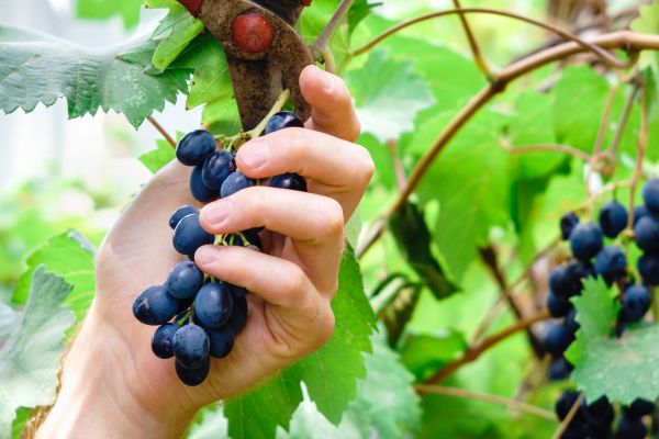 Cost of Vineyard Pruning in Puyallup