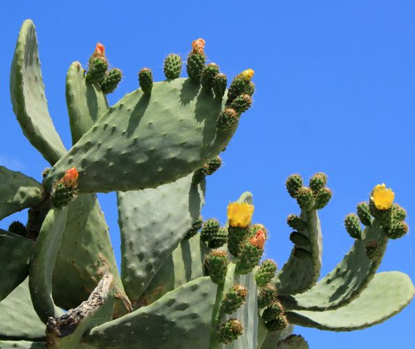Cost of Cactus Removal in Puyallup