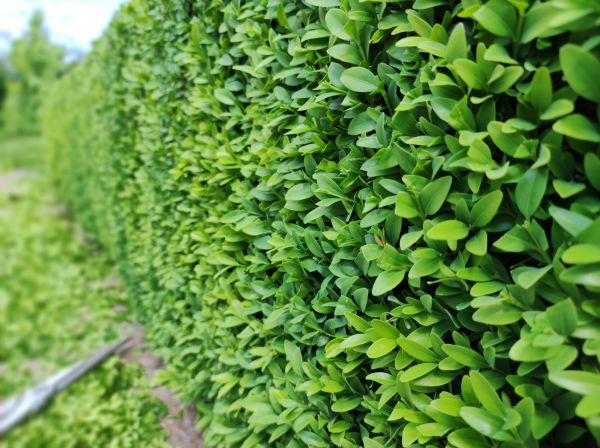 Boxwood Pruning in Puyallup
