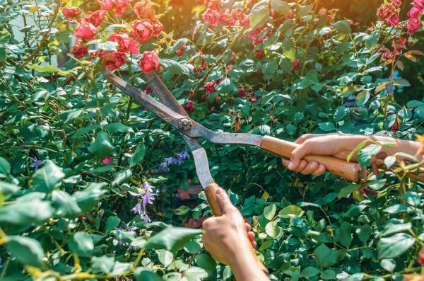 Knockout Roses Pruning in Puyallup