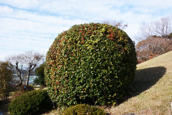 Cost of Holly Shrub Pruning in Puyallup
