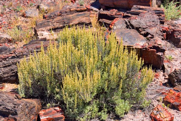 Cost of Sagebrush Removal in Puyallup