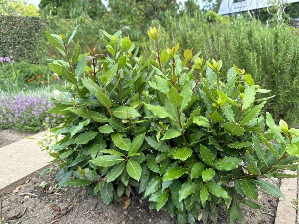 Cost of Laurel Hedge Trimming in Puyallup