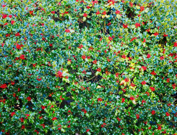 Cost of Holly Bush Removal in Puyallup