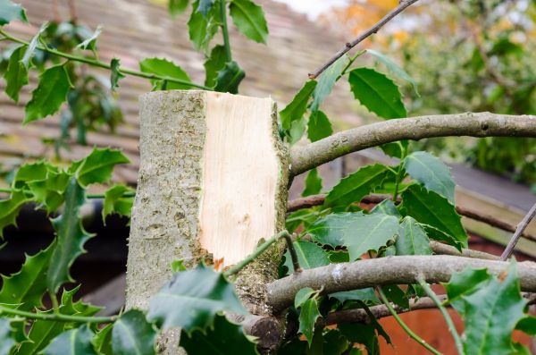 Cost of Holly Tree Removal in Puyallup
