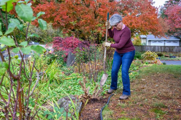 Cost of Dead Bush Removal in Puyallup