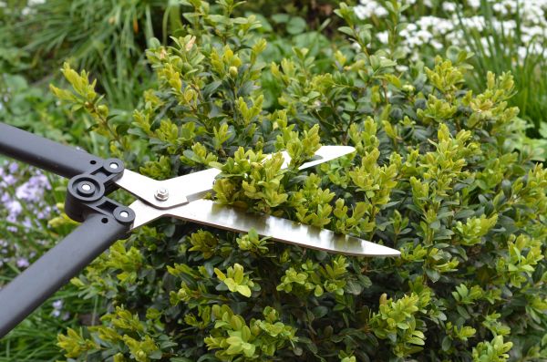 Boxwood Trimming in Puyallup
