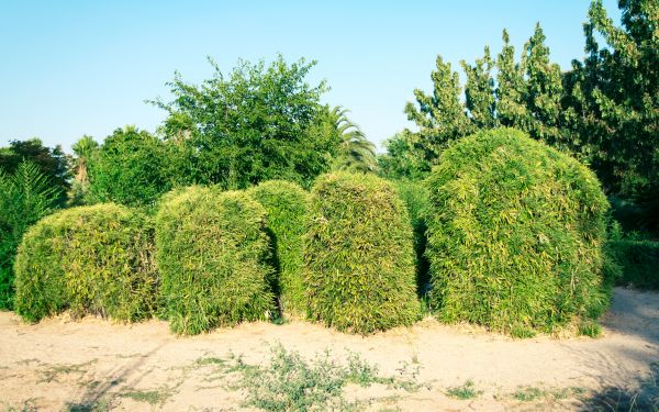 Cost of Bamboo Hedge Removal in Puyallup