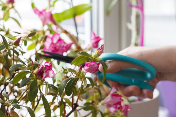 Azalea Pruning in Puyallup