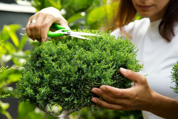 Cost of Juniper Shrub Pruning in Puyallup